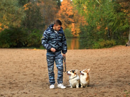 Дрессура Вельш Корги Пемброк в Багряной осени - 1