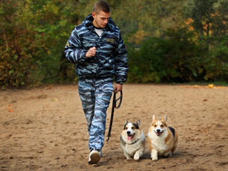 Дрессура Вельш Корги Пемброк в Багряной осени - 2