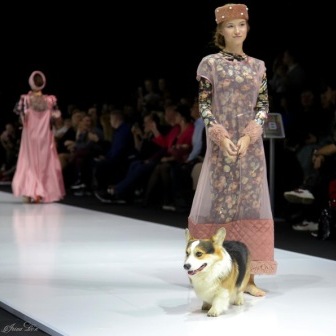 Аренда Вельш Корги Пемброк. Питомник Багряная осень. 4