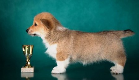 Багряная осень. Бина-2.