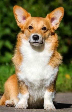 Багряная осень. Бина-5.