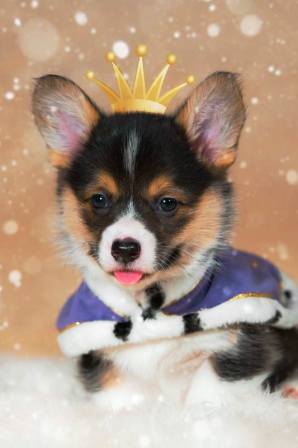 Багряная осень. Блэки-2.