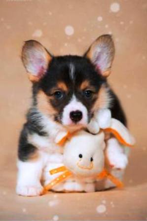 Багряная осень. Блэки-1.