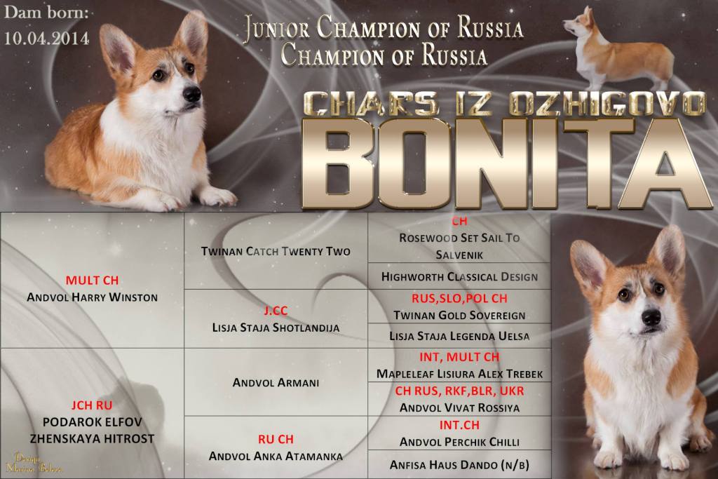 Бонита. Багряная осень.