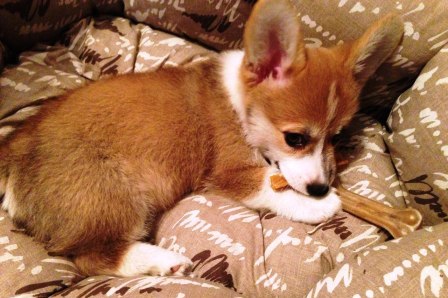 Багряная осень. Бонита-4.