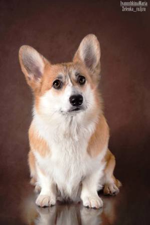 Багряная осень. Бонита-5.