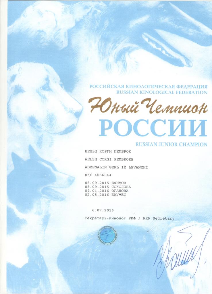 Юный Чемпион России - Дипломы Блэкки 1