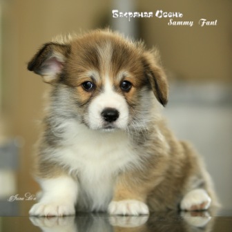 Корги питомника Багряная осень - Фант-1