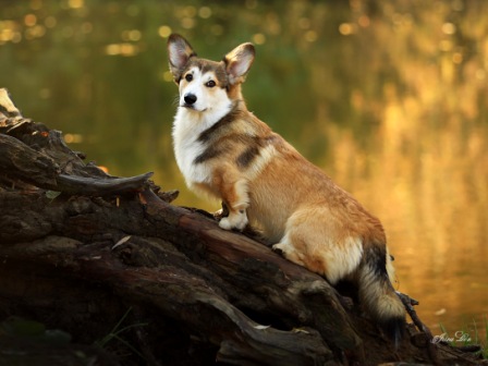 Корги питомника Багряная осень - Фант-3