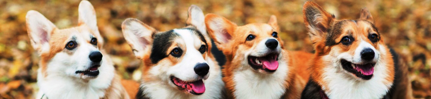 Питомник Багряная Осень