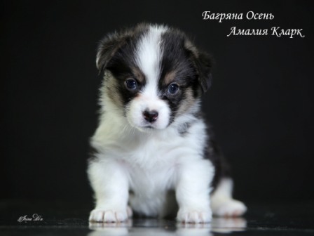 Купить щенки Вельш Корги Пемброк - 1. Питомник Багряная осень.