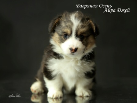 Купить щенки Вельш Корги Пемброк - 4. Питомник Багряная осень.