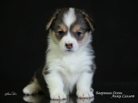 Купить щенки Вельш Корги Пемброк - 5. Питомник Багряная осень.