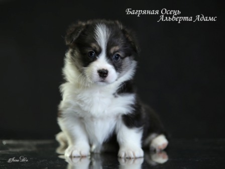 Купить щенки Вельш Корги Пемброк - 6. Питомник Багряная осень.