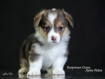 Купить щенки Вельш Корги Пемброк - 7. Питомник Багряная осень.