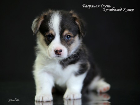 Купить щенки Вельш Корги Пемброк - 9. Питомник Багряная осень.