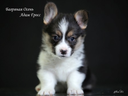 Купить щенки Вельш Корги Пемброк - 10. Питомник Багряная осень.