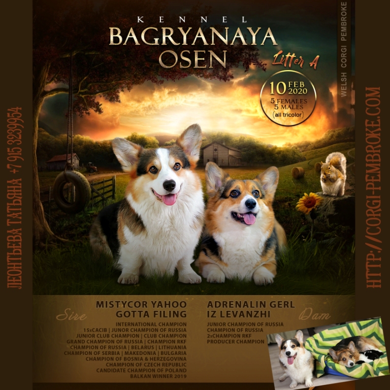 Купить щенки Вельш Корги Пемброк. Питомник Багряная осень.