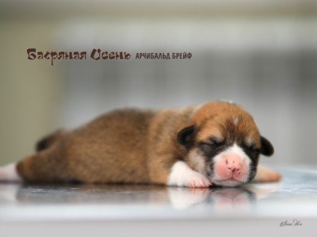 Щенки Вельш Корги Пемброк помета литер А-1 2021 года