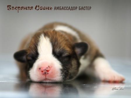 Щенки Вельш Корги Пемброк помета литер А-2 2021 года