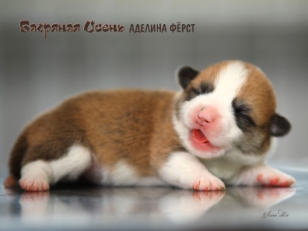 Щенки Вельш Корги Пемброк помета литер А-3 2021 года