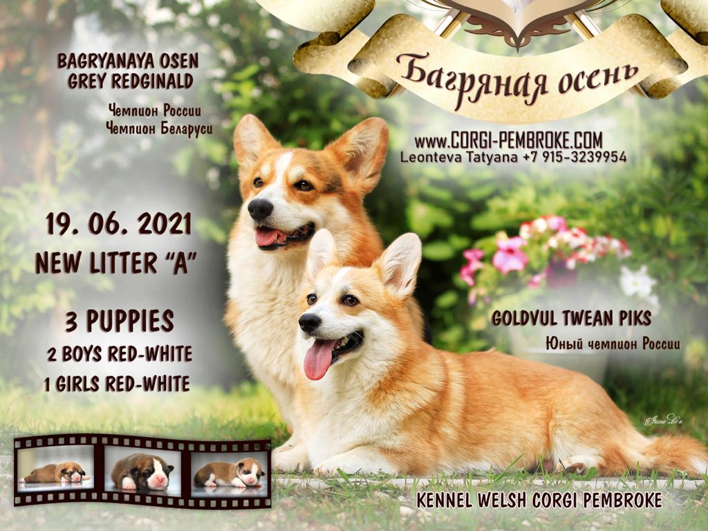 Презентация помета Вельш Корги Пемброк литер А 2021 года.
