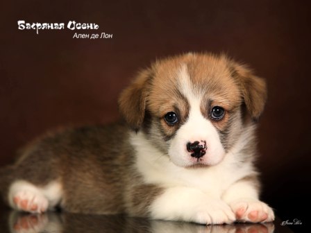 Щенки помета Вельш Корги Пемброк от 13 августа 2022 года 1.