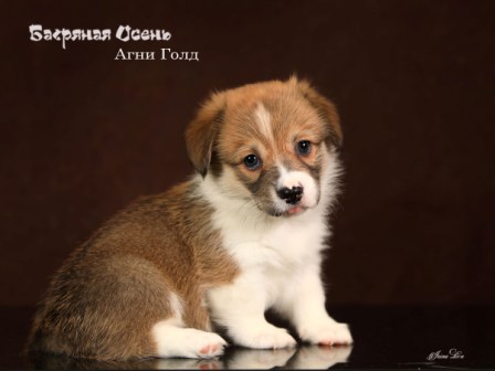 Щенки помета Вельш Корги Пемброк от 13 августа 2022 года 2.