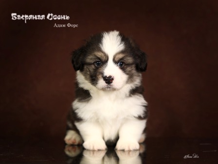 Щенки помета Вельш Корги Пемброк от 13 августа 2022 года 3.