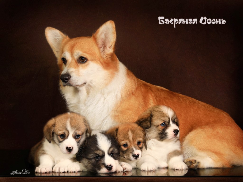 Помет Вельш Корги Пемброк от 13 августа 2022 года