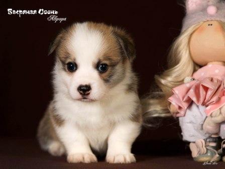 Купить щенка Вельш Корги Пемброк помета А1 2023 года