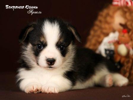 Купить щенка Вельш Корги Пемброк помета А2 2023 года