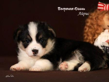 Купить щенка Вельш Корги Пемброк помета А3 2023 года