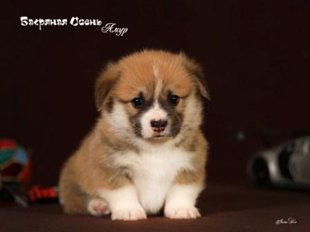 Купить щенка Вельш Корги Пемброк помета А4 2023 года