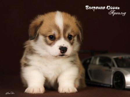 Купить щенка Вельш Корги Пемброк помета А5 2023 года