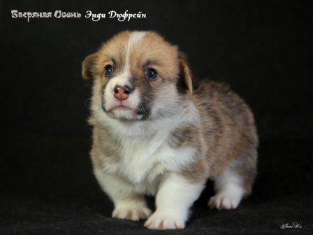 Купить щенки Вельщ Корги Пемброк - 1, 2019 г. Багряная осень.