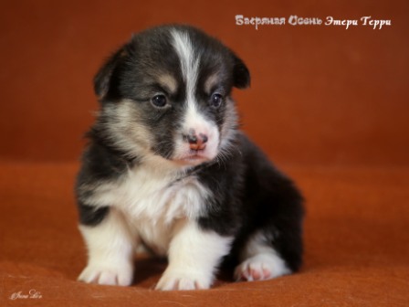 Купить щенки Вельщ Корги Пемброк - 2, 2019 г. Багряная осень.