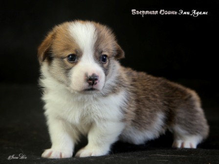 Купить щенки Вельщ Корги Пемброк - 3, 2019 г. Багряная осень.