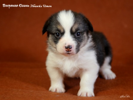 Купить щенки Вельщ Корги Пемброк - 4, 2019 г. Багряная осень.