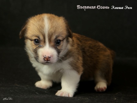 Купить щенки Вельщ Корги Пемброк - 5, 2019 г. Багряная осень.