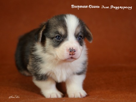 Купить щенки Вельщ Корги Пемброк - 6, 2019 г. Багряная осень.