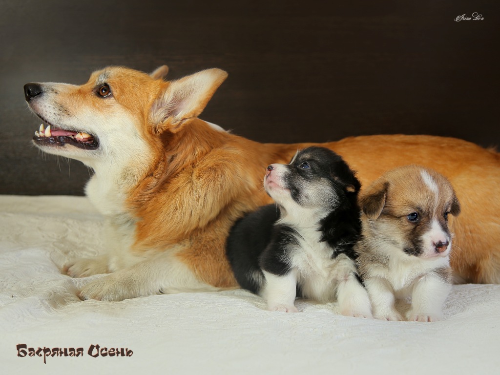Презентация помета Э Вельш Корги Пемброк. Багряная осень.