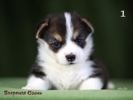 Щенки Вельш Корги пемброк помета литер Э-1 2021 года