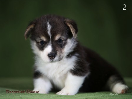 Щенки Вельш Корги пемброк помета литер Э-2 2021 года