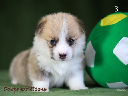 Щенки Вельш Корги пемброк помета литер Э-3 2021 года