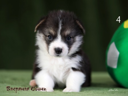 Щенки Вельш Корги пемброк помета литер Э-4 2021 года