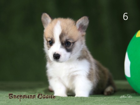 Щенки Вельш Корги пемброк помета литер Э-6 2021 года