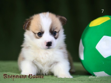 Щенки Вельш Корги пемброк помета литер Э-7 2021 года