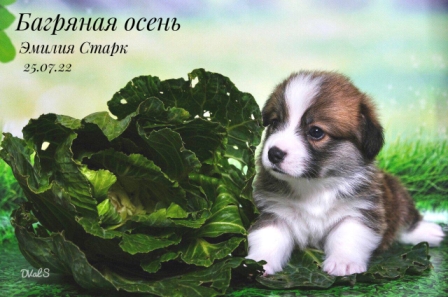 Щенки Вельш Корги Пемброк помета Э -1 2022 года.