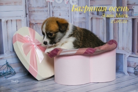 Щенки Вельш Корги Пемброк помета Э -2 2022 года.